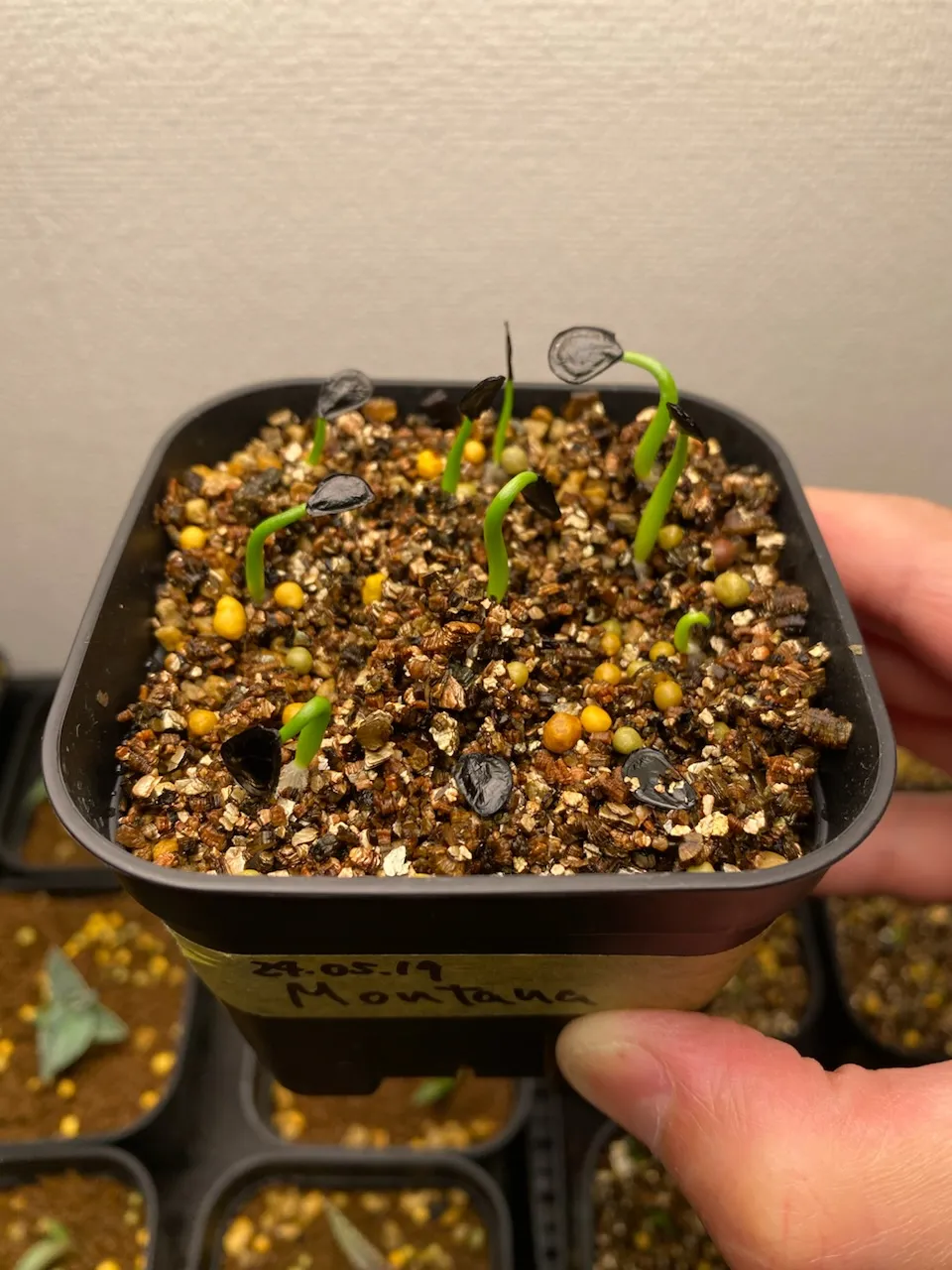 Agave montana (アガベ モンタナ)