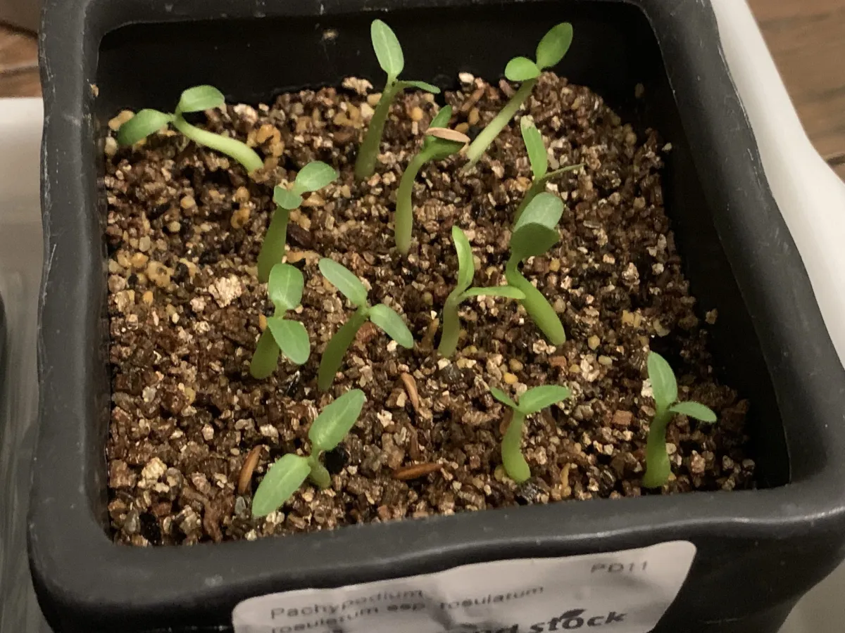 Pachypodium rosulatum ssp. rosulatum (パキポディウム ロスラーツム)