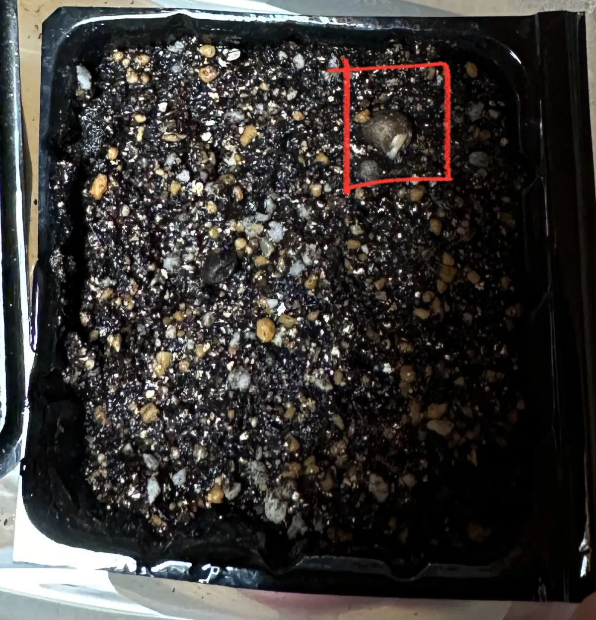 Operculicarya pachypus (オペルクリカリア パキプス)