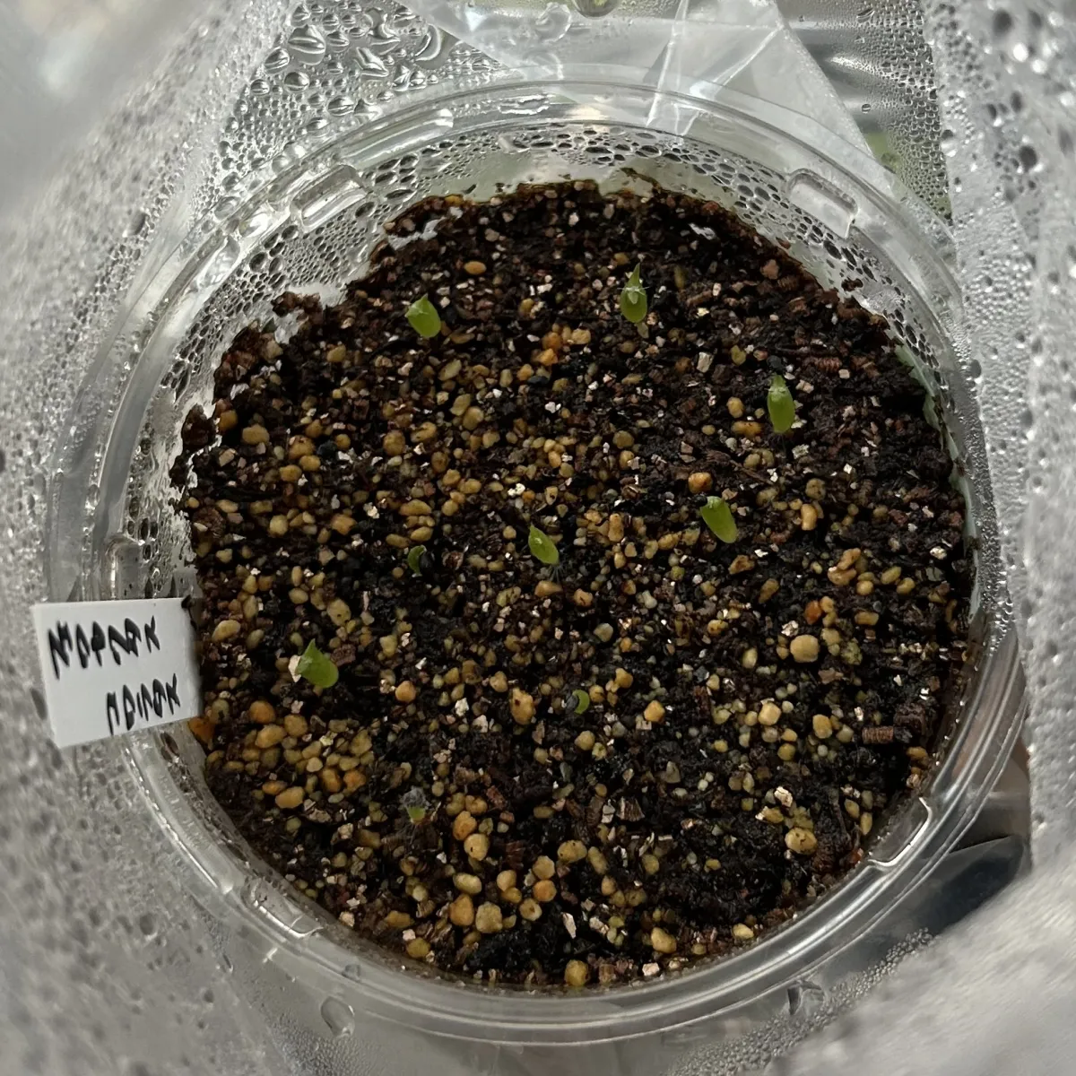 Ferocactus gracilis subsp. coloratus subsp. coloratus (フェロカクタス コロラタス)