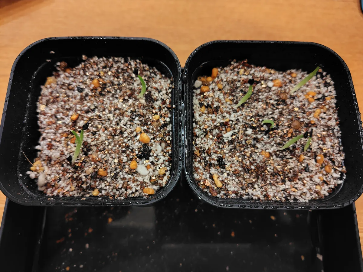 Agave titanota (アガベ チタノタ ドワーフ)