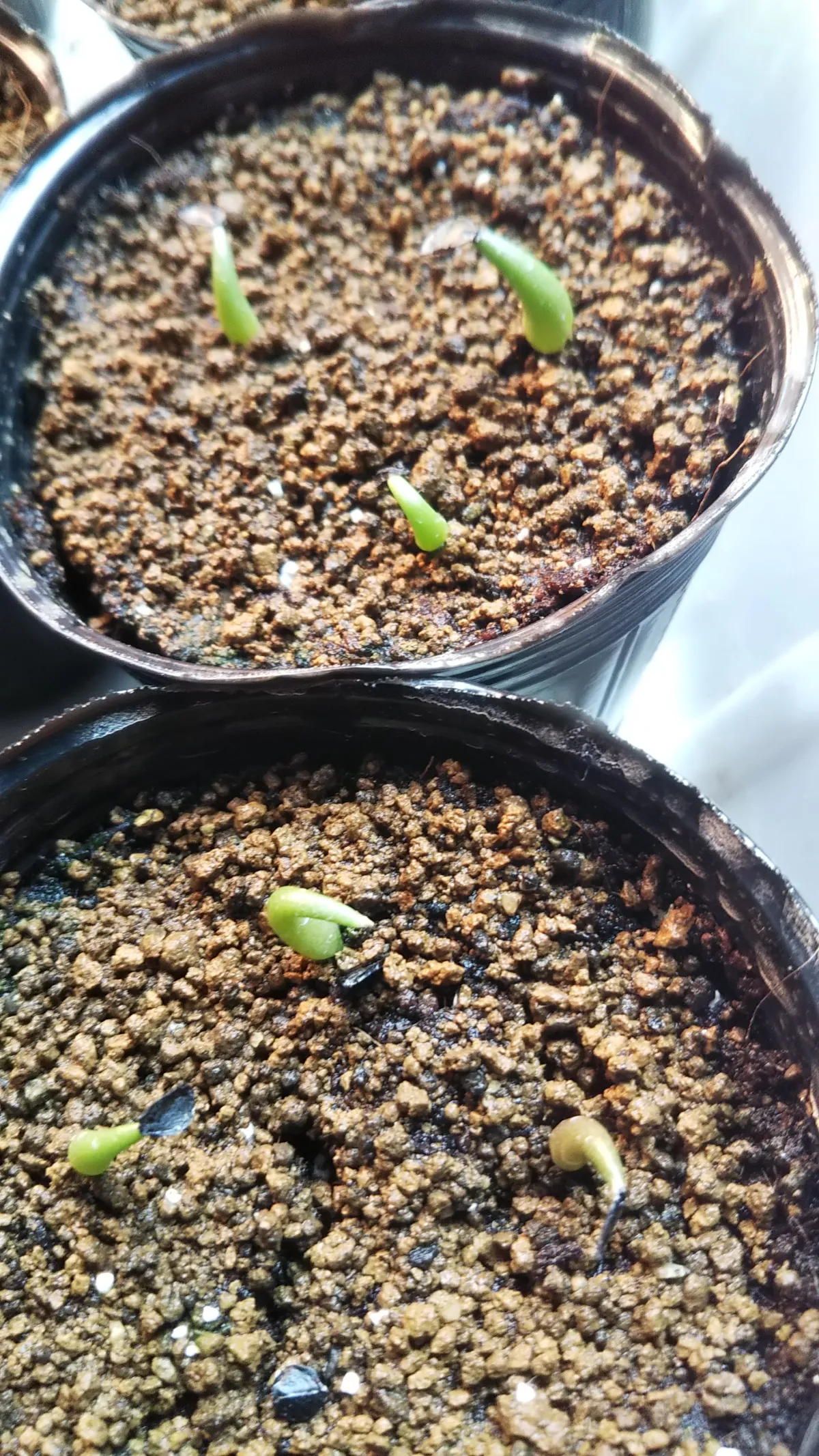 Agave titanota 'Blue' (アガベ チタノタブルー)