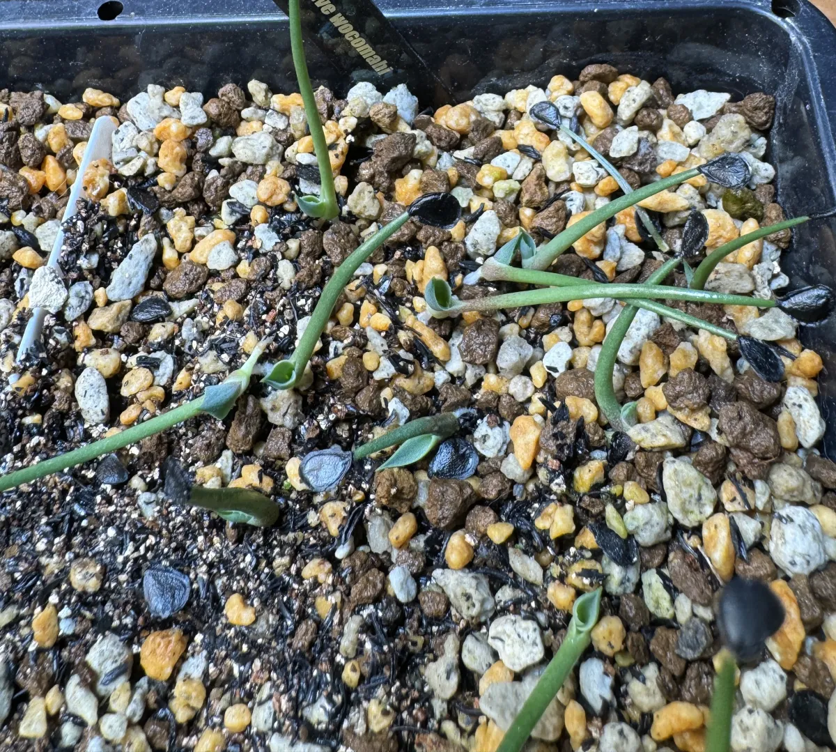 Agave wocomahi (アガベ ワコマヒー)