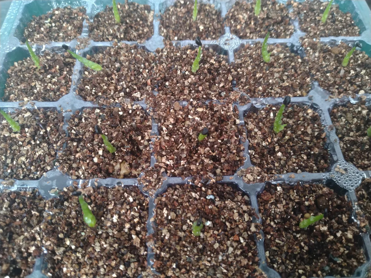 Agave utahensis var. eborispina (アガベ エボリスピナ)