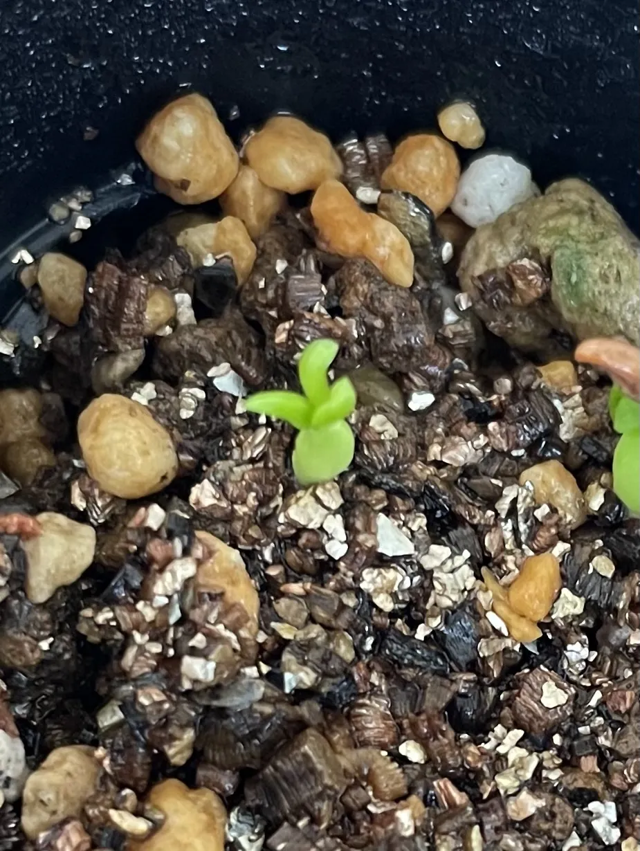 Pachypodium brevicaule subsp. leucoxanthum (パキポディウム レウコキサンツム)