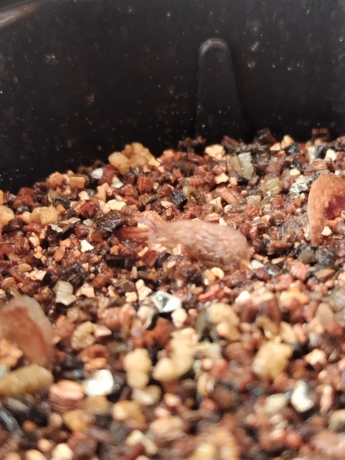 Dioscorea elephantipes (ディオスコレア エレファンティペス2023F)