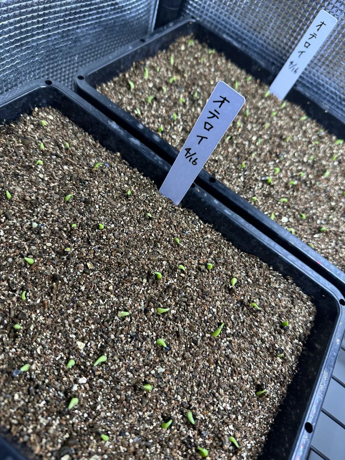 Agave oteroi (アガベ オテロイ)