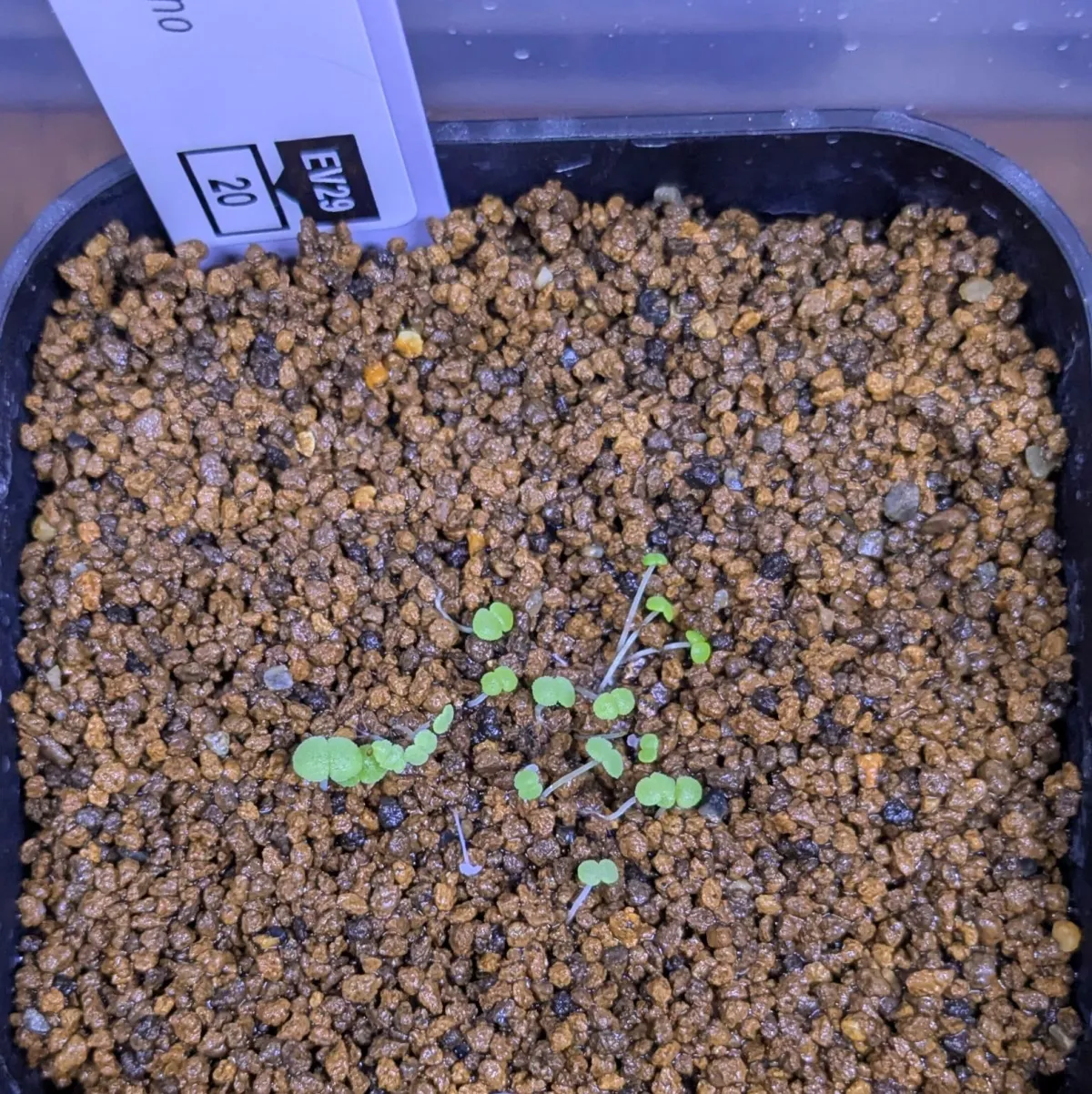 Echeveria hyalina Santa Maria Mexicana (エケベリア ヒアリナ サンタマリア メキシカーノ)