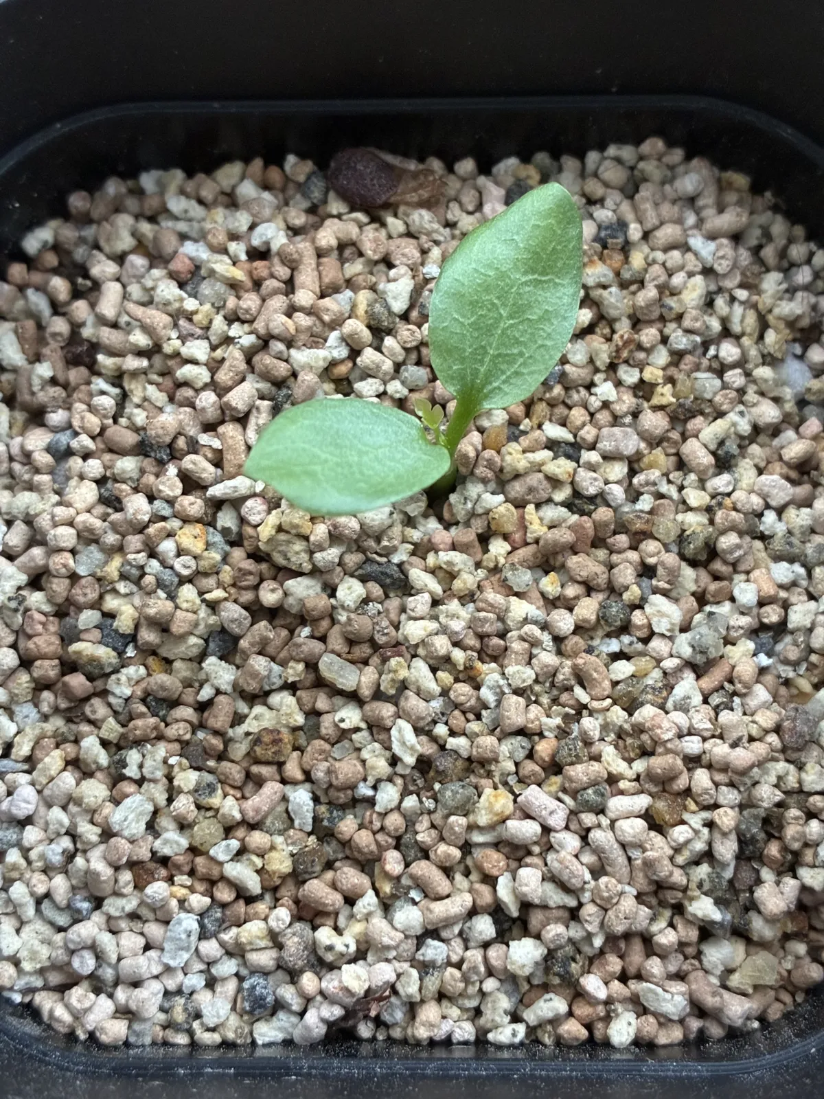 Adenia subsessilifolia (アデニア サブセッシリフォリア)