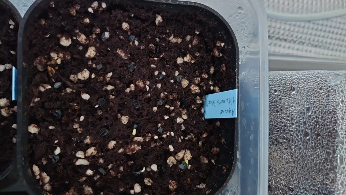 Agave titanota 'Blue' (アガベ チタノタブルー)