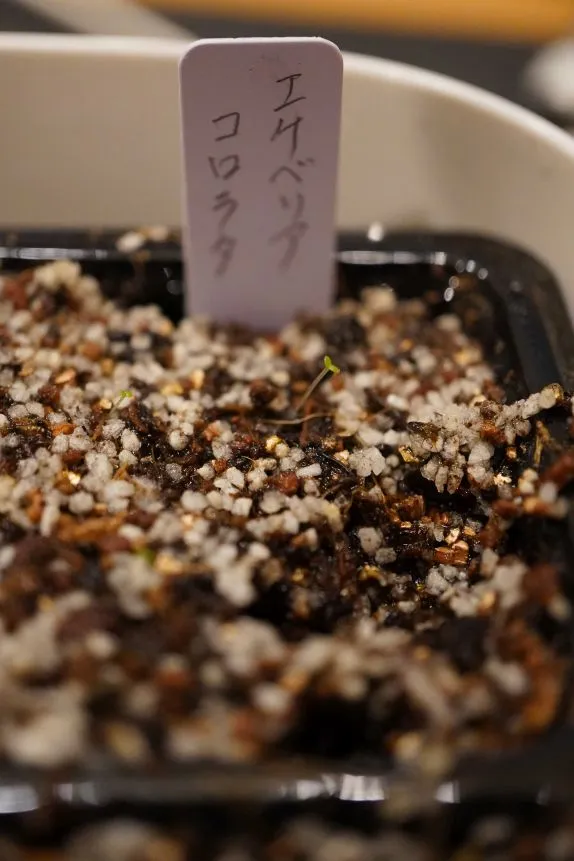 Echeveria colorata f. colorata (エケベリア コロラタ タパルパ)