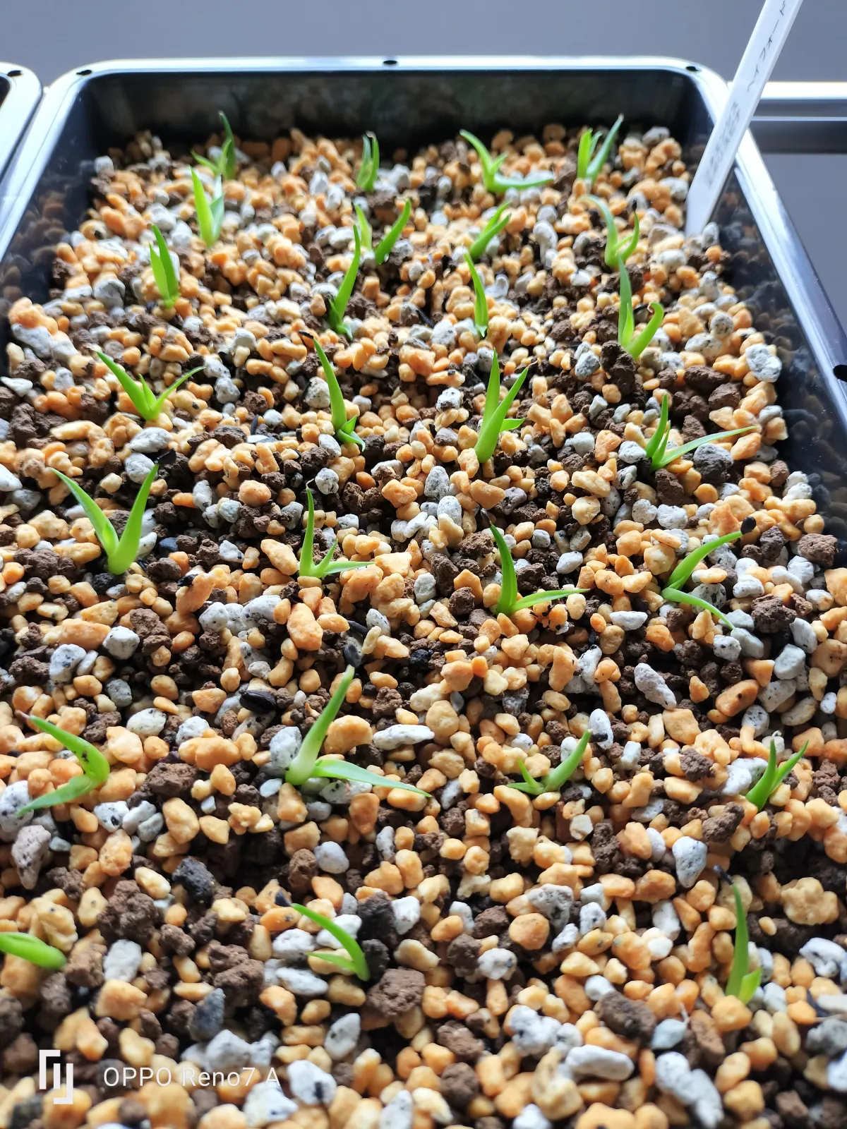 Agave utahensis var. eborispina 'Hayford' (アガベ エボリスピナ ヘイフォード)