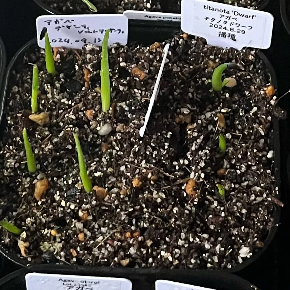 Agave deserti var. deserti (アガベ デザーティ)