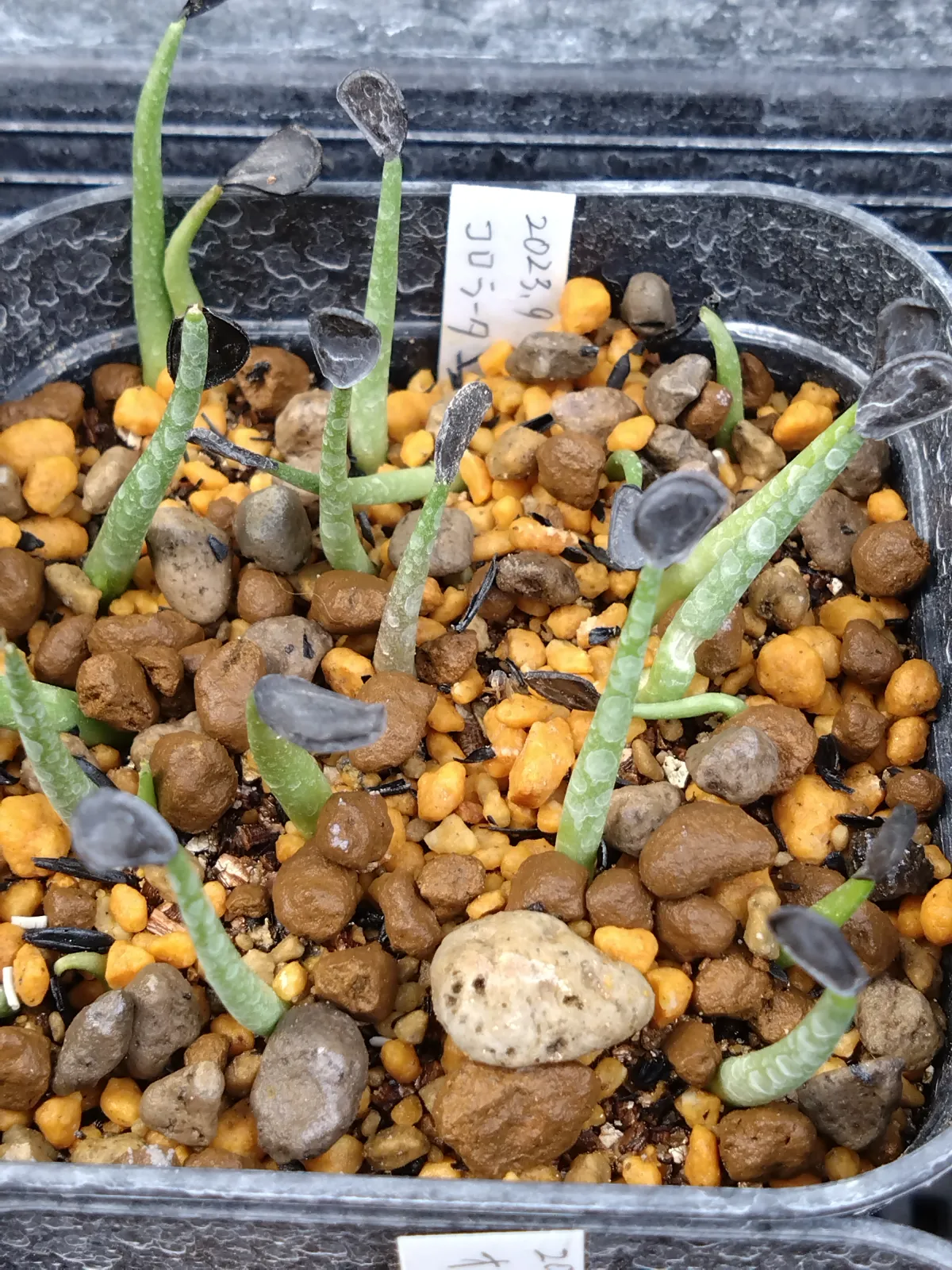 Agave colorata Mescal Ceniza (アガベ コロラータ)