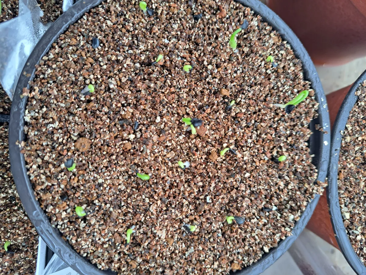 Agave horrida ssp. horrida (アガベ ホリダ)