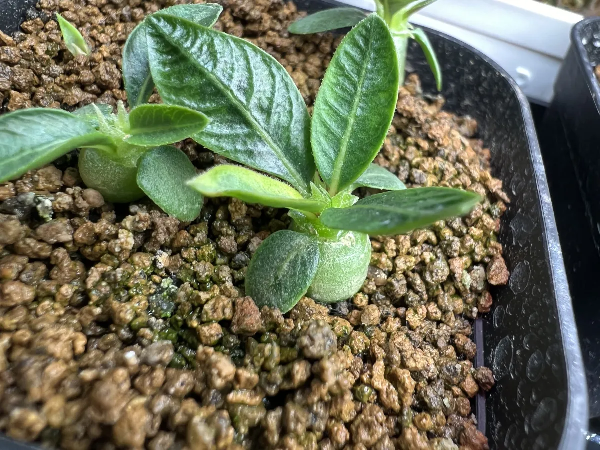 Pachypodium brevicaule subsp. leucoxanthum (パキポディウム レウコキサンツム)