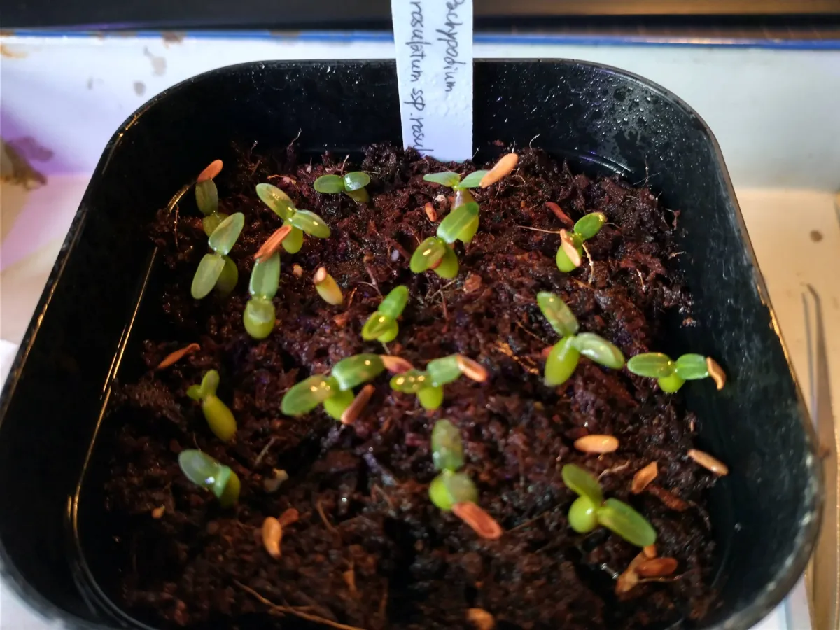 Pachypodium rosulatum ssp. rosulatum (パキポディウム ロスラーツム)