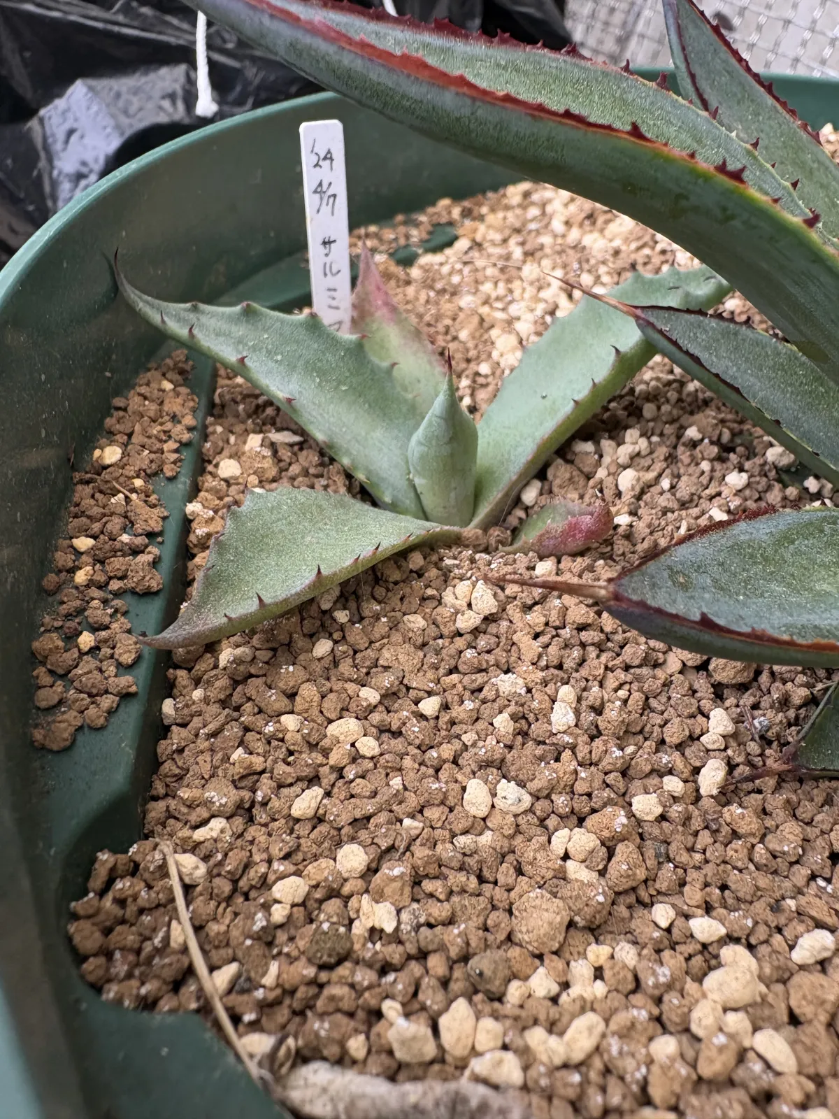 Agave salmiana subsp. salmiana (アガベ サルミアナ)