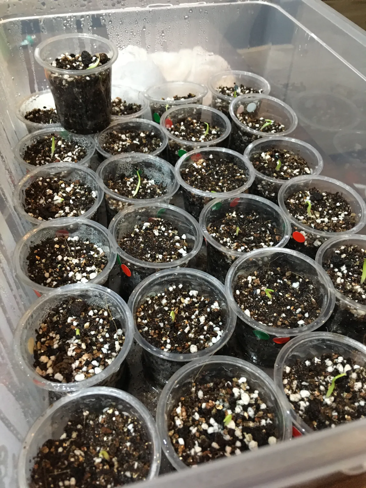 Agave horrida ssp. horrida (アガベ ホリダ)