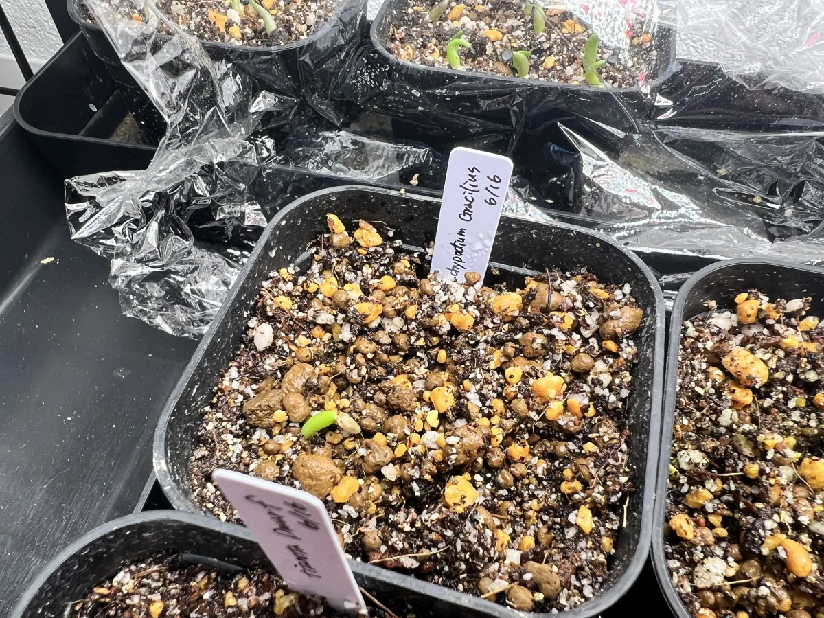 [無料種子] 発芽難 パキポディウム グラキリス　 Pachypodium rosulatum var. gracilius