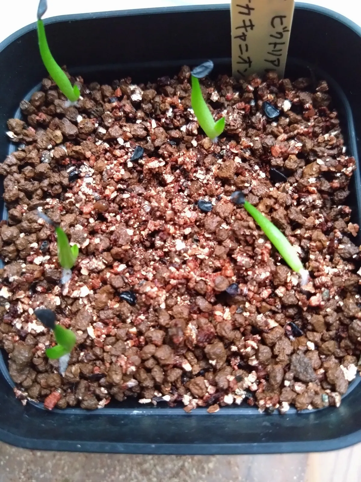 Agave victoriae-reginae 'Huasteca Canyon' (アガベ フアステカキャニオン)