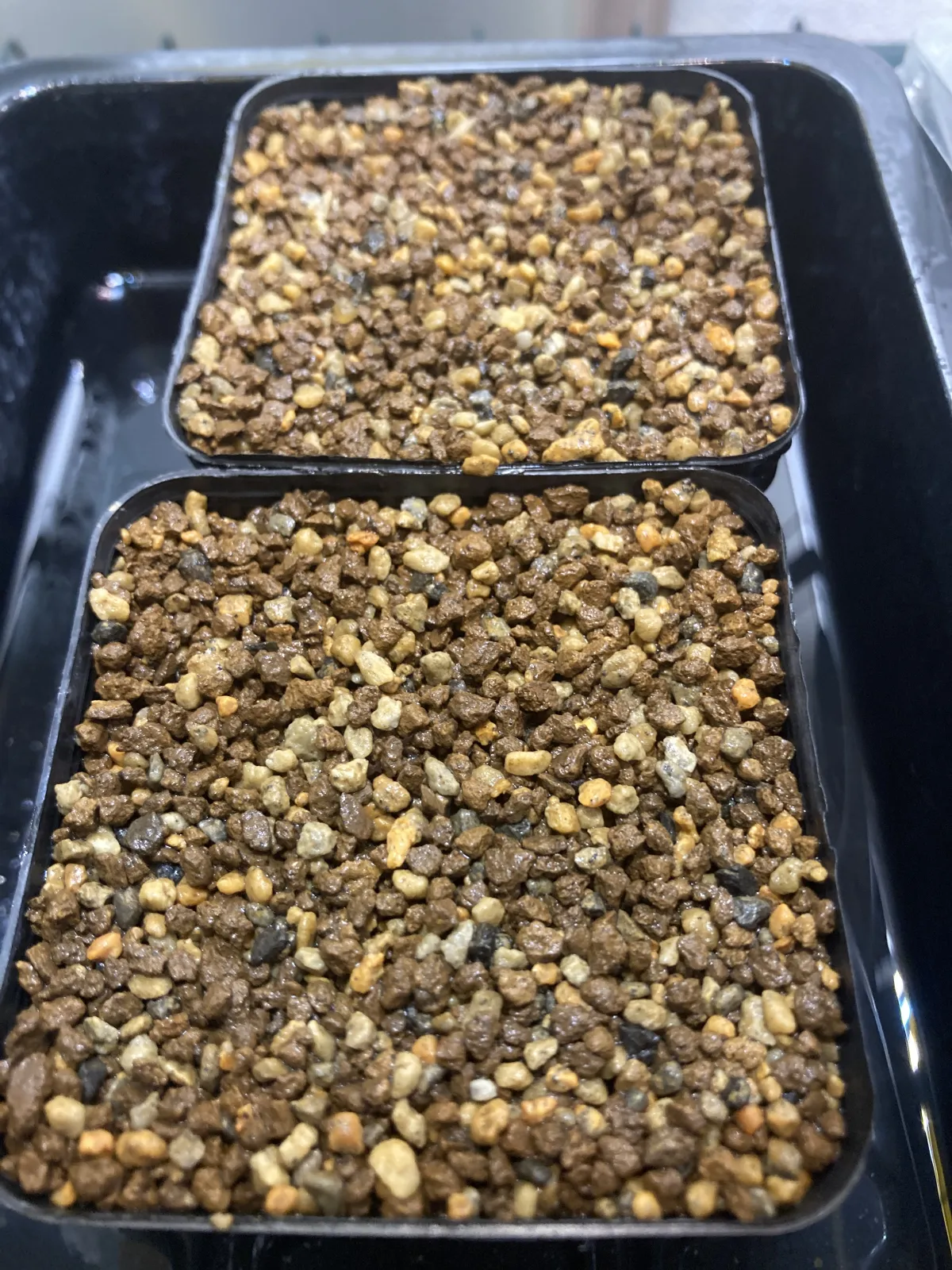 Coffea arabica (コーヒー アラビカ)