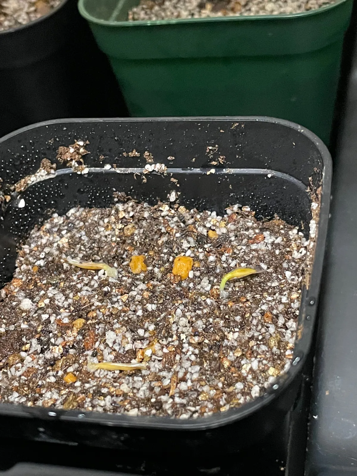 Fouquieria columnaris (フォークイエリア コルムナリス 観峰玉)