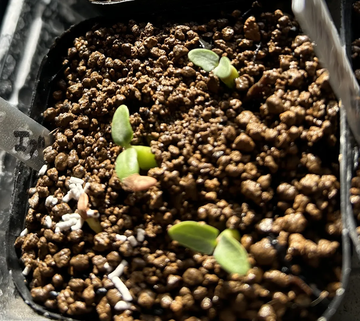 Pachypodium rosulatum var. eburneum (パキポディウム エブレネウム)