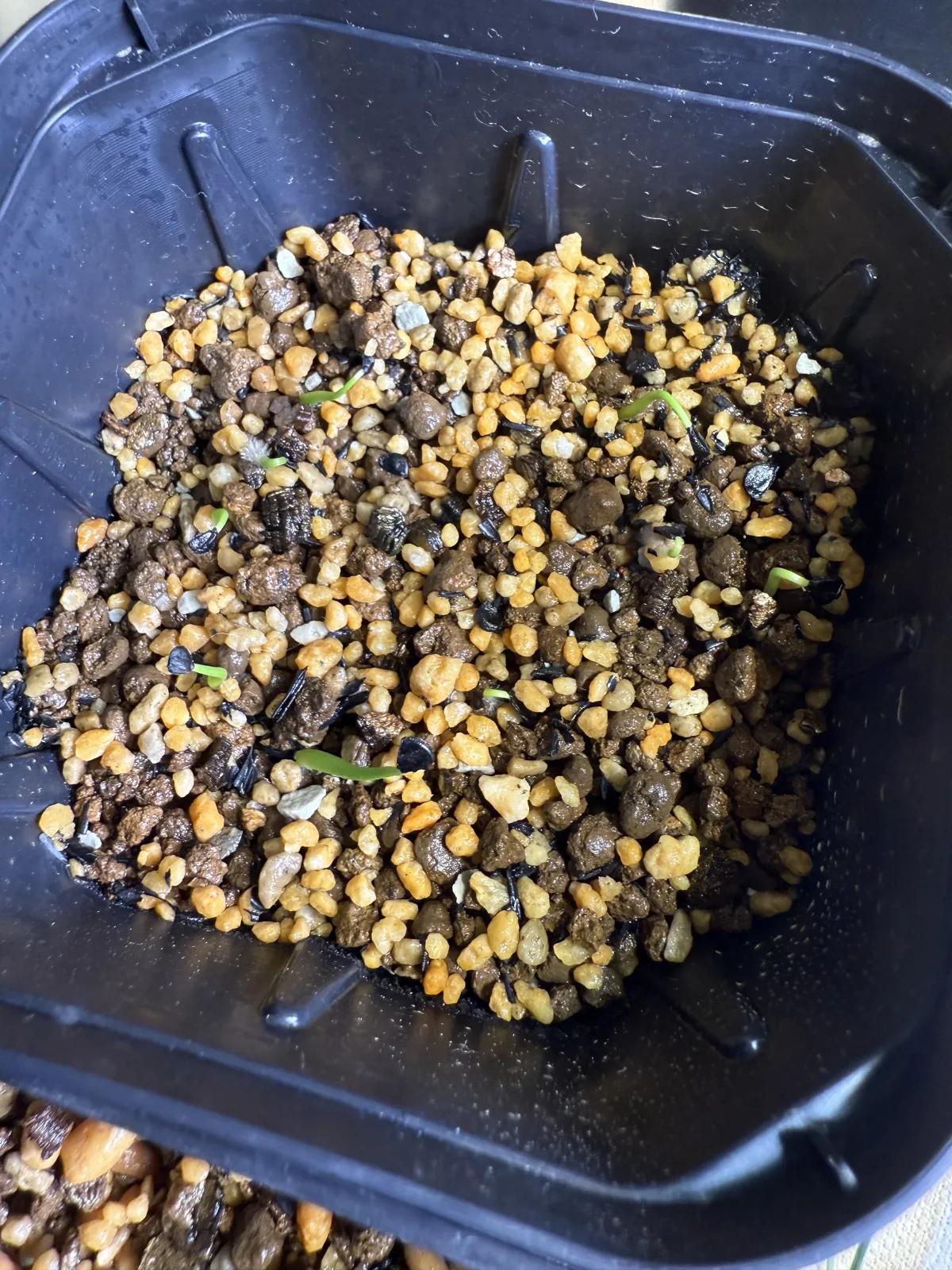 Agave utahensis var. eborispina (アガベ エボリスピナ)