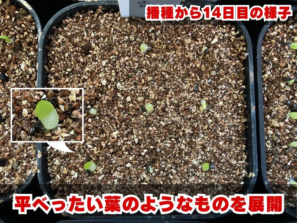 Aloe microstigma subsp. microstigma (アロエ ミクロスティグマ)