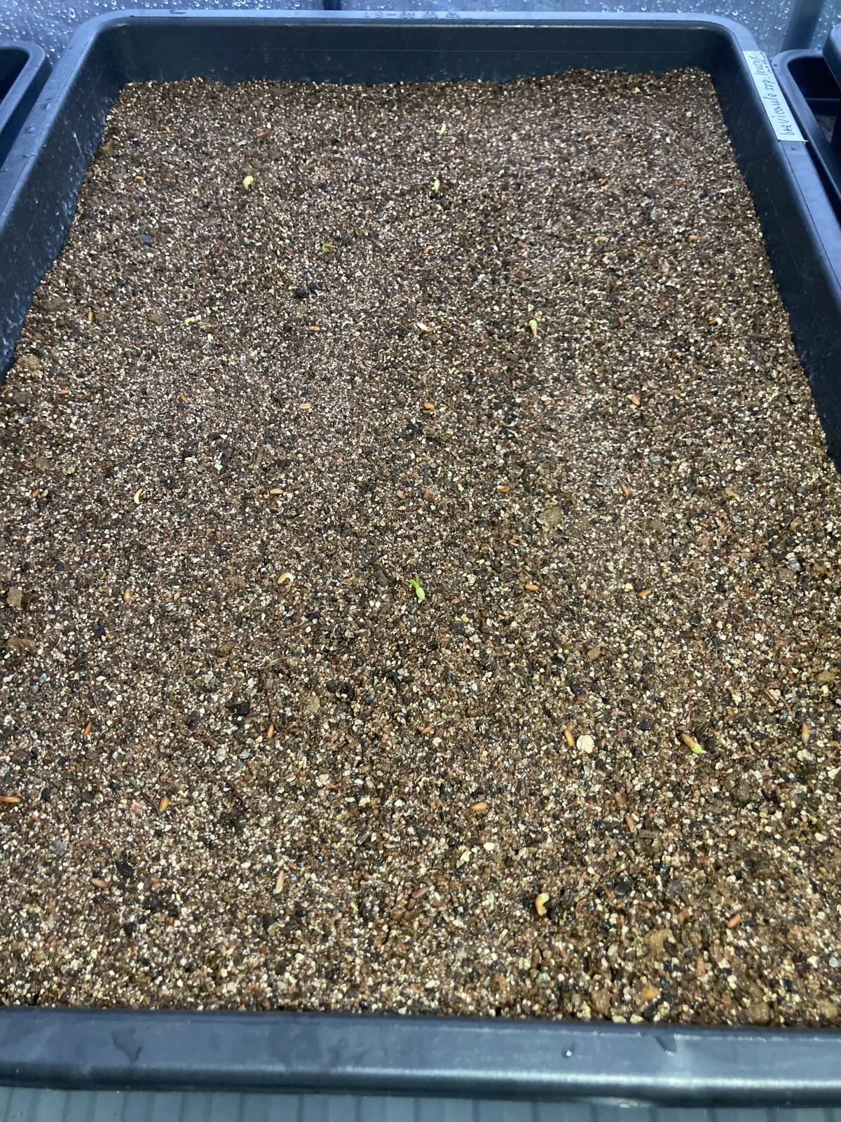 Pachypodium brevicaule subsp. leucoxanthum (パキポディウム レウコキサンツム)