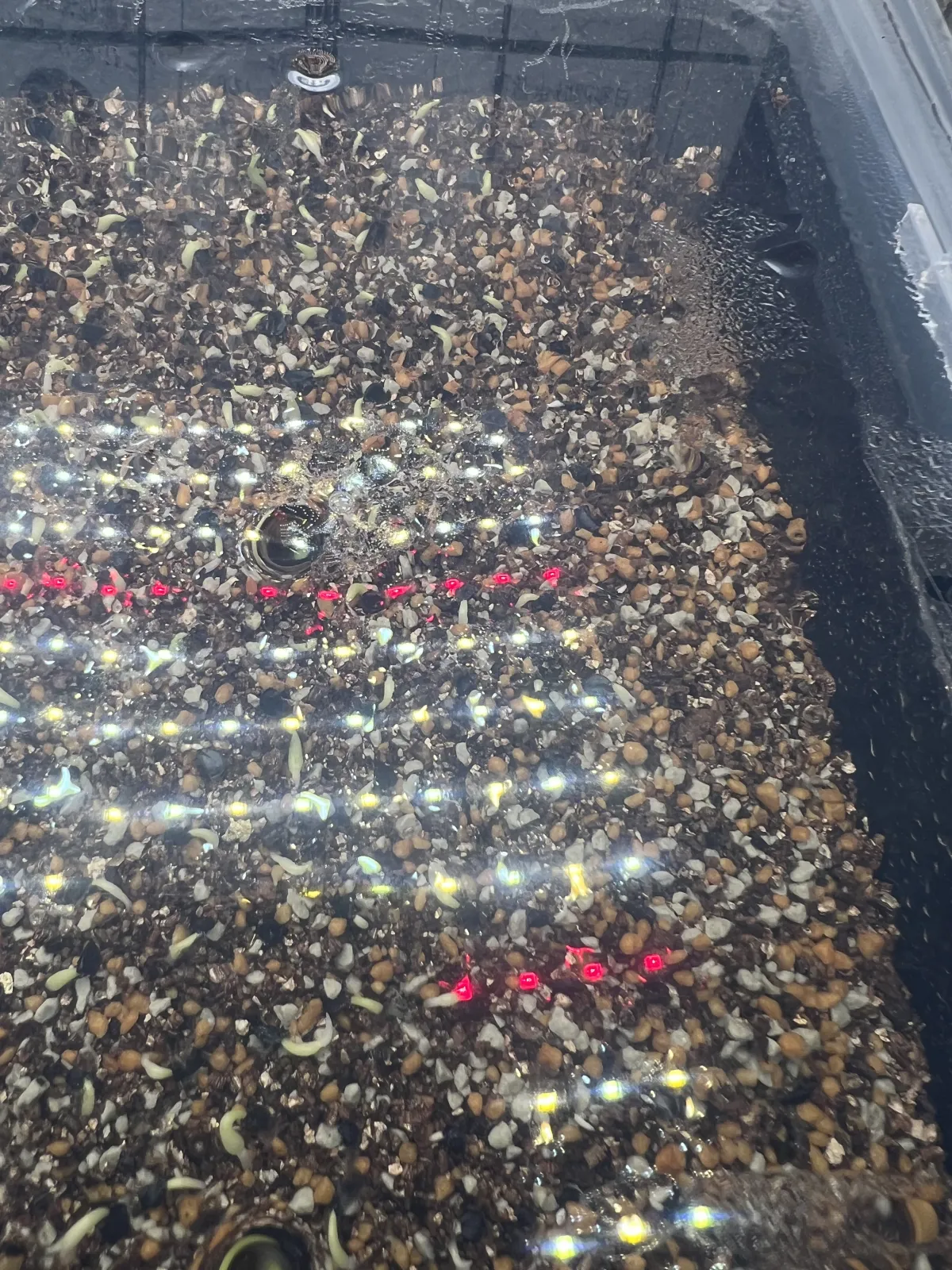 Agave oteroi (アガベ オテロイ)