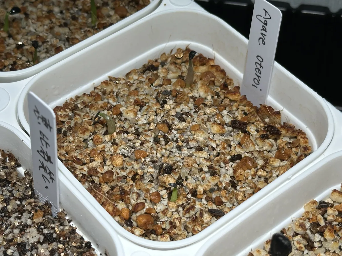 Agave oteroi (アガベ オテロイ)