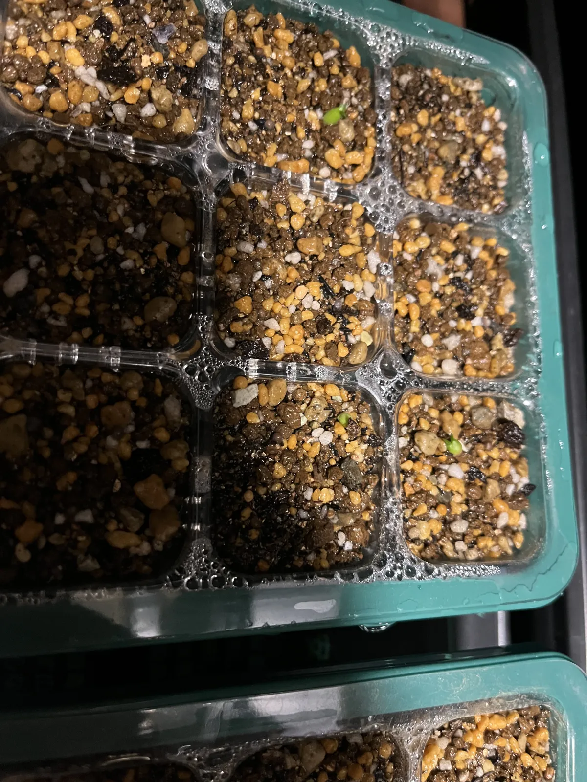 Euphorbia stellata (ユーフォルビア ステラータ 飛竜)