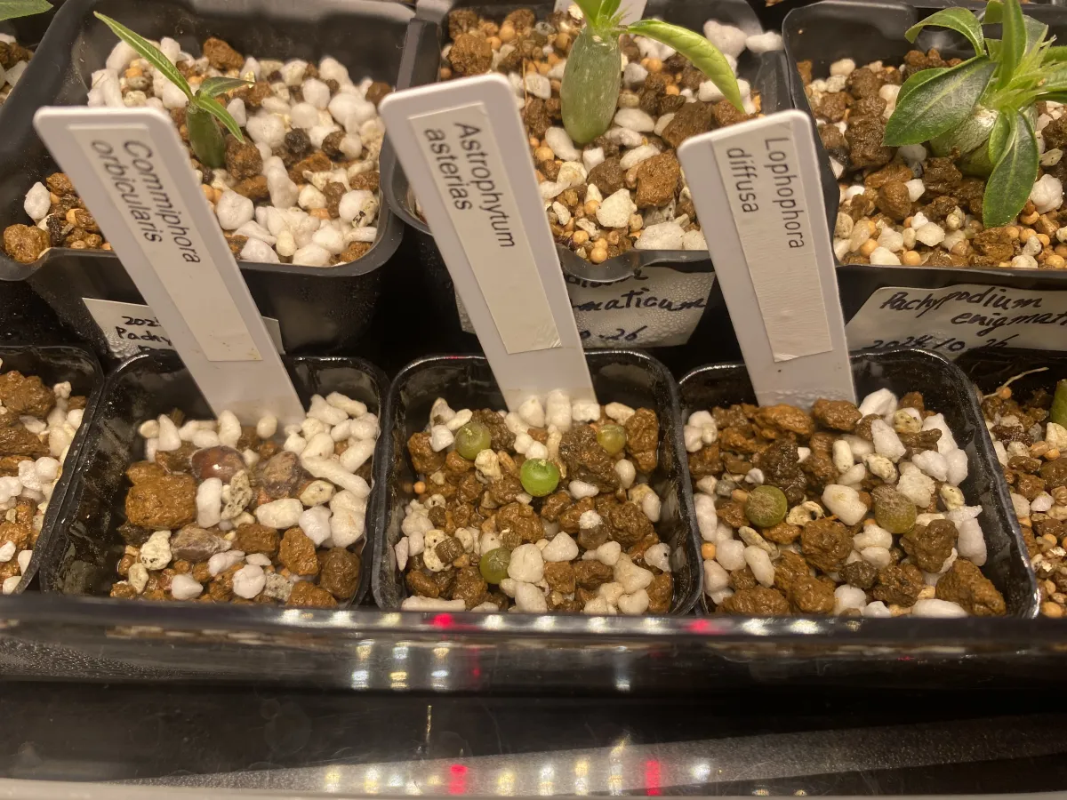 Astrophytum asterias (アストロフィツム アステリアス 兜)