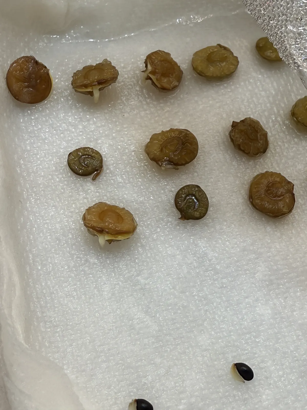 Acacia senegal (アカシア セネガル)