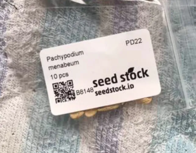 Pachypodium menabeum (パキポディウム メナベウム)