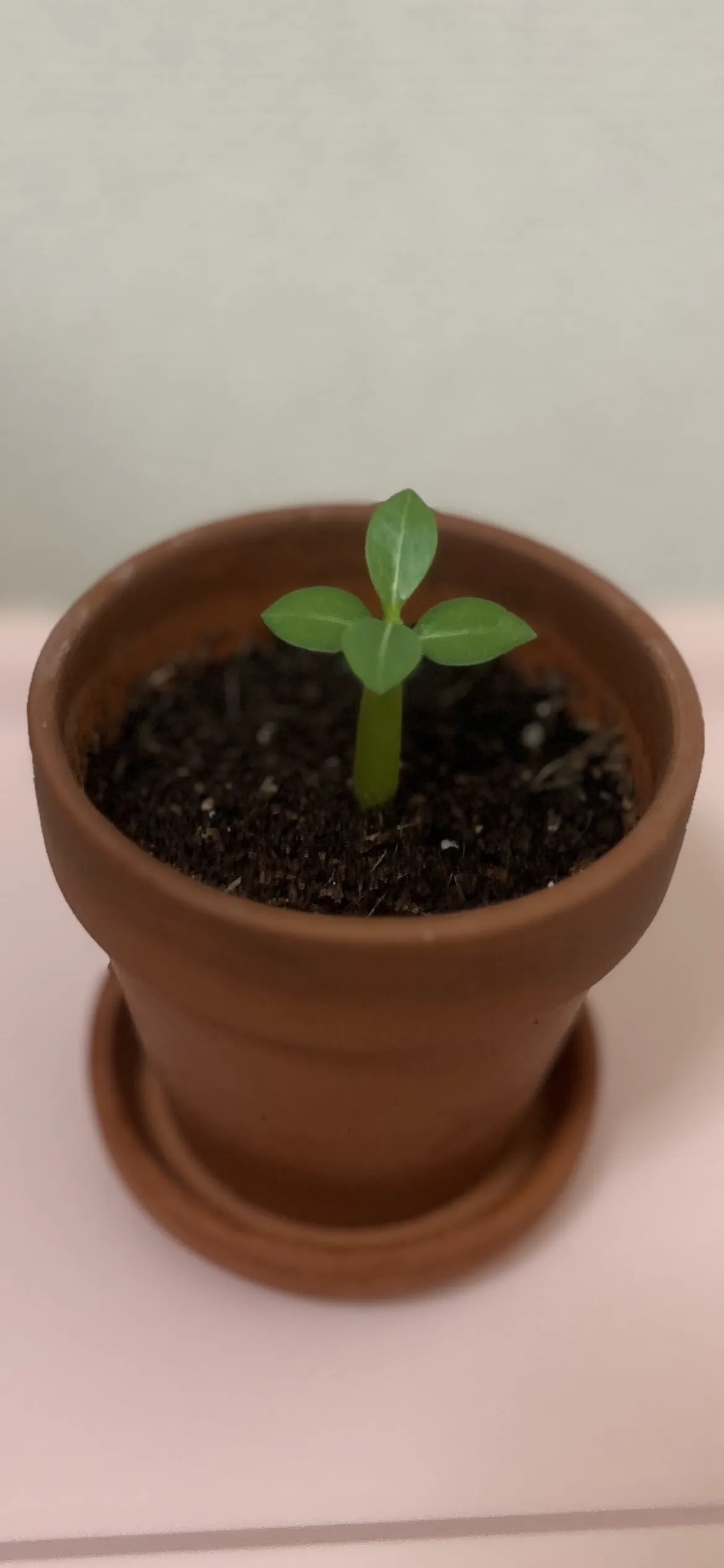 Adenium arabicum Black Stem (アデニウム アラビカム ブラックステム)