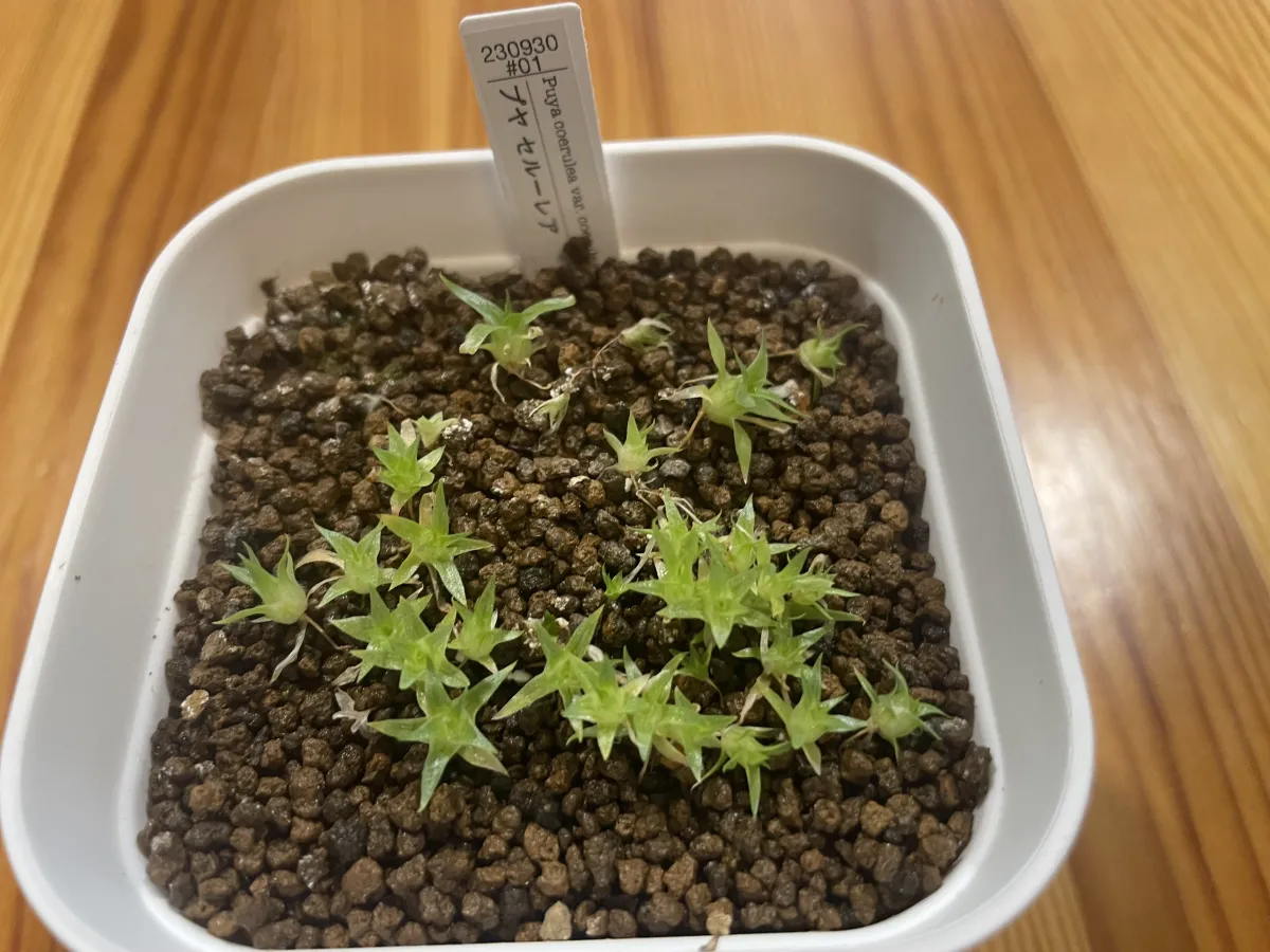 Puya coerulea var. coerulea Silver Puya, Pink Torch Puya (プヤ セルーレア)