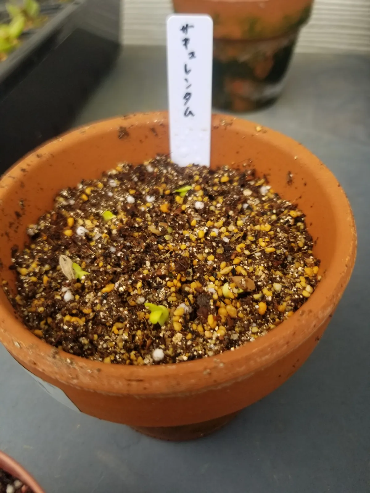 Pachypodium succulentum (パキポディウム サキュレンタム 天馬空)