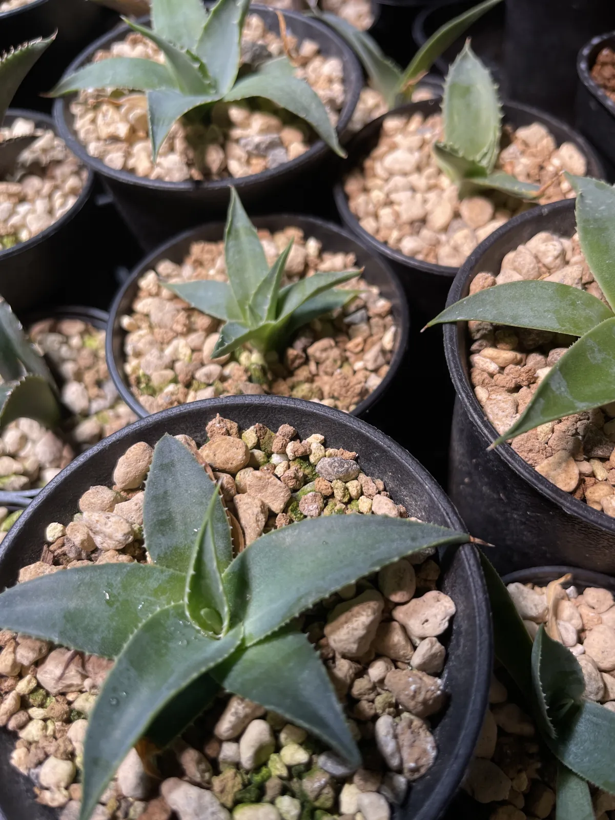 Agave utahensis var. eborispina (アガベ エボリスピナ)