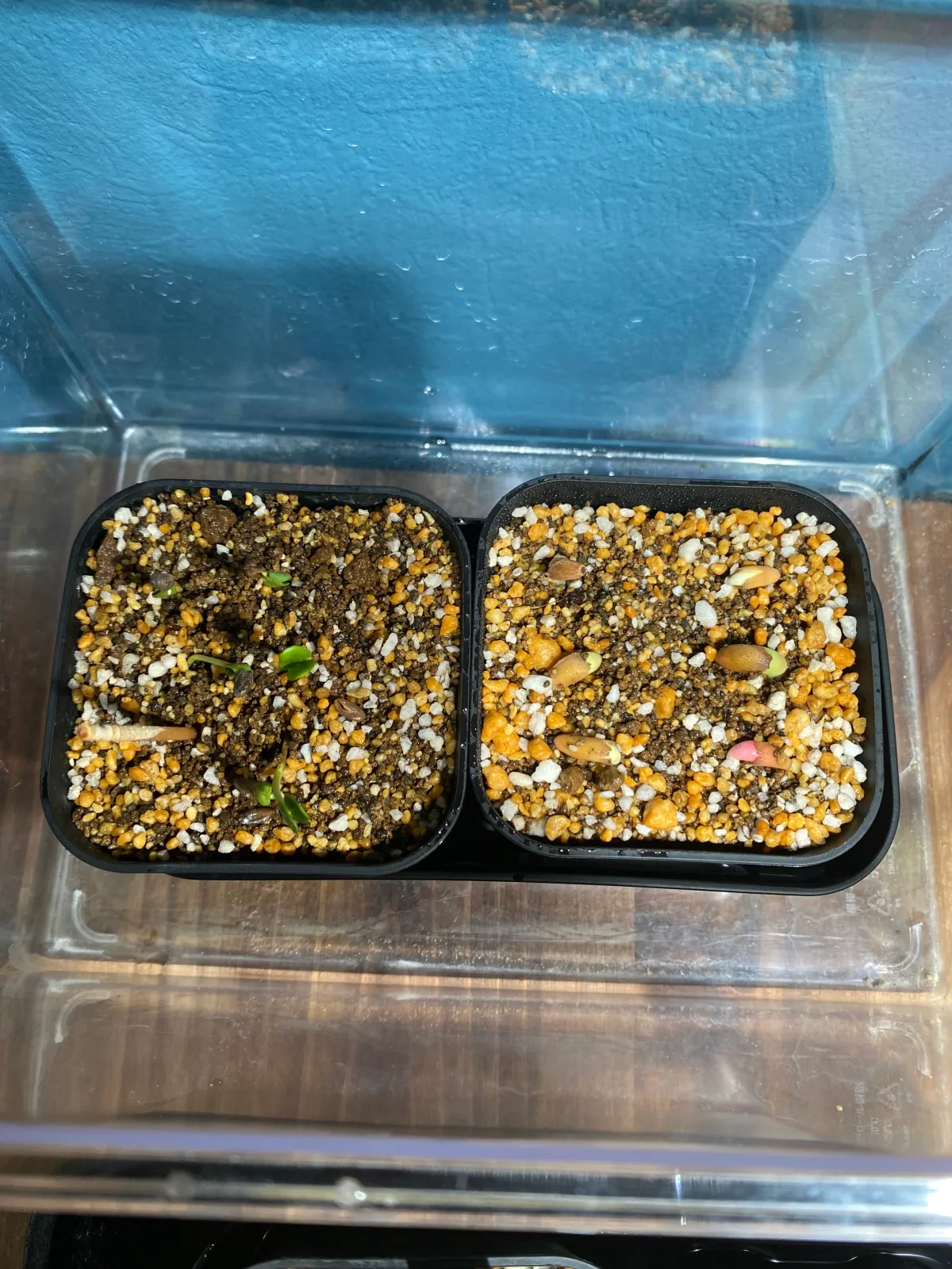 Adenium arabicum King Kong (アデニウム アラビカム キングコング)