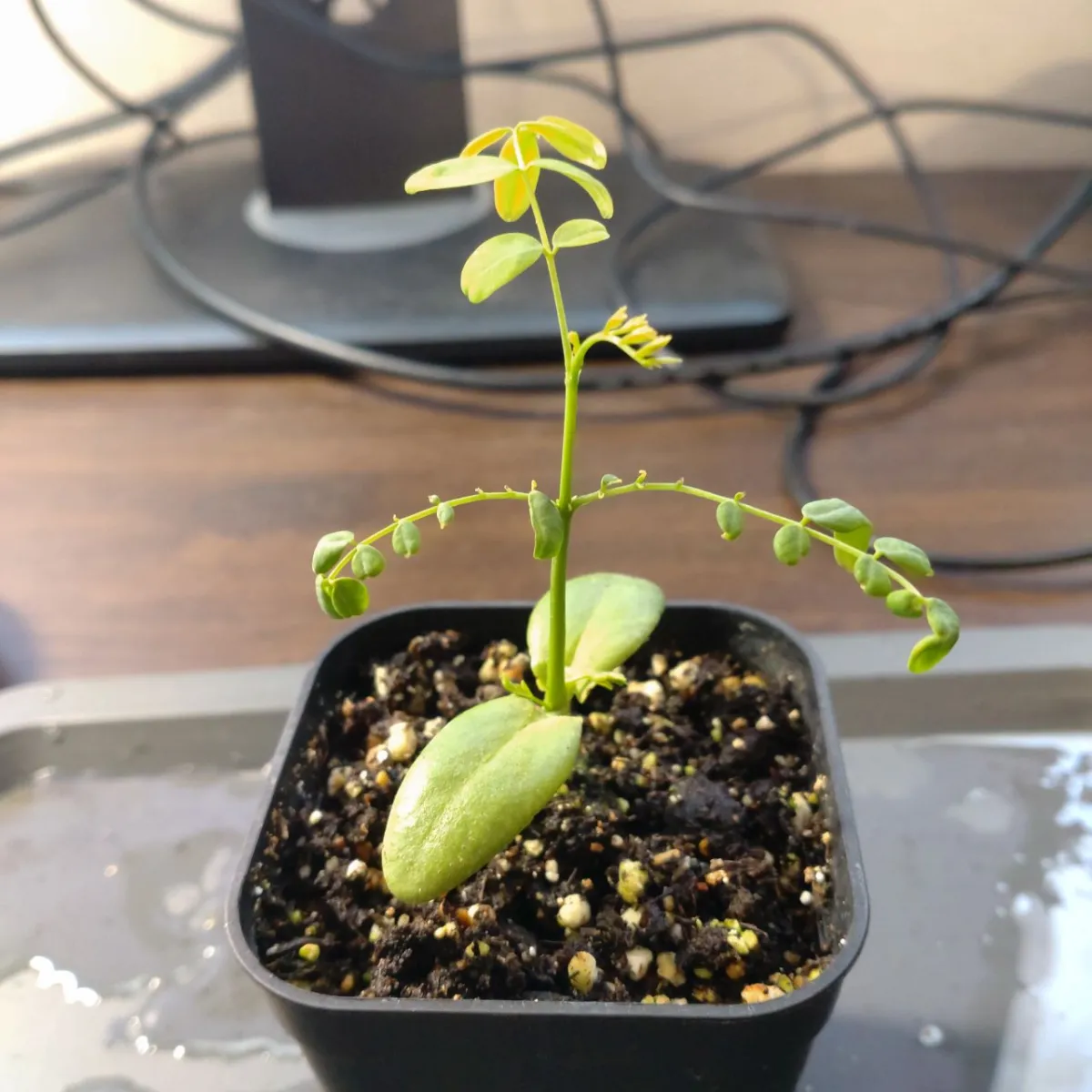 Delonix decaryi (デロニクス デカリー)