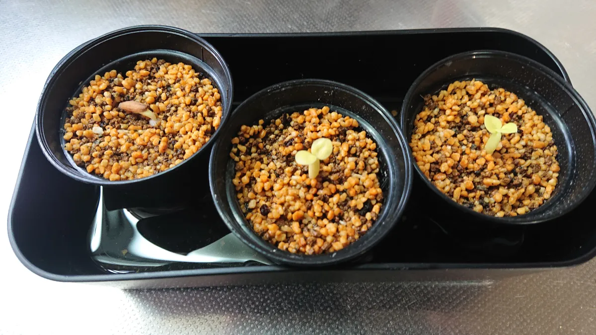 Adenium obesum Dorset Horn (DHA) (アデニウム ドーセットホーン)