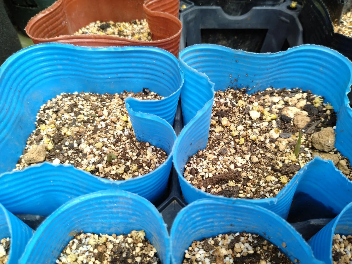 Agave horrida ssp. horrida (アガベ ホリダ)