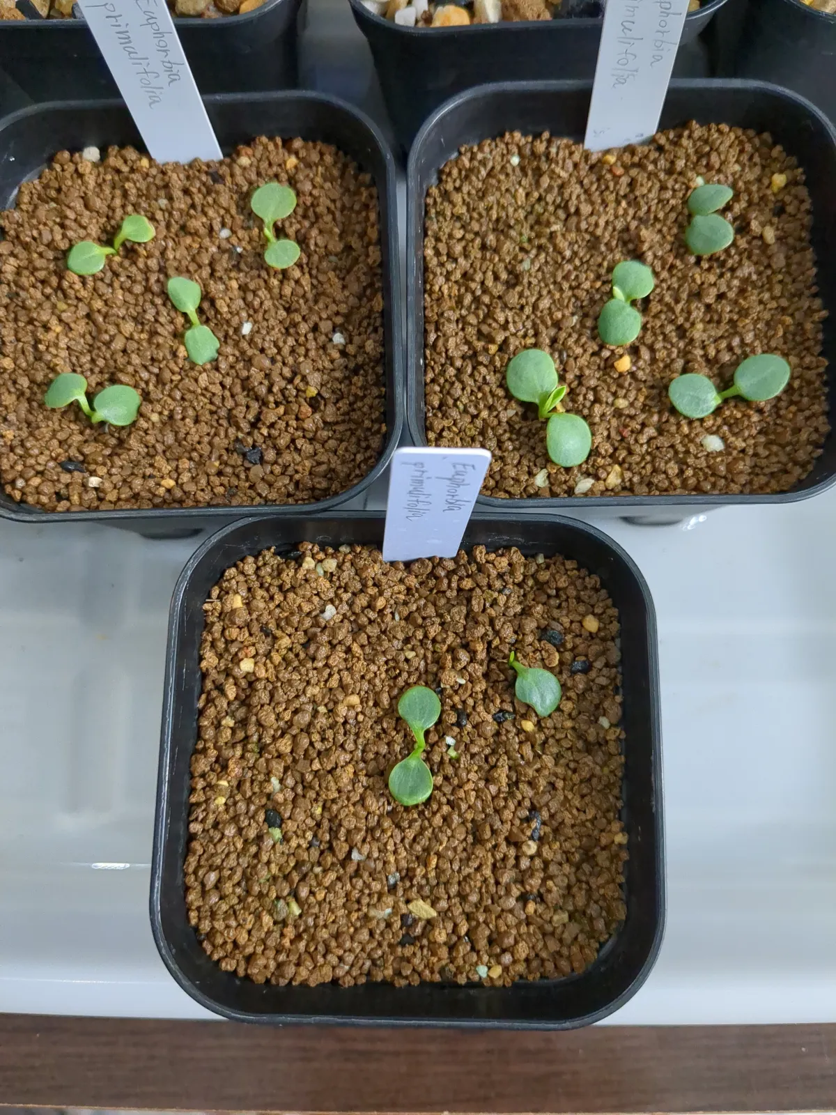 Euphorbia primulifolia var. primulifolia (ユーフォルビア プリムリフォリア)