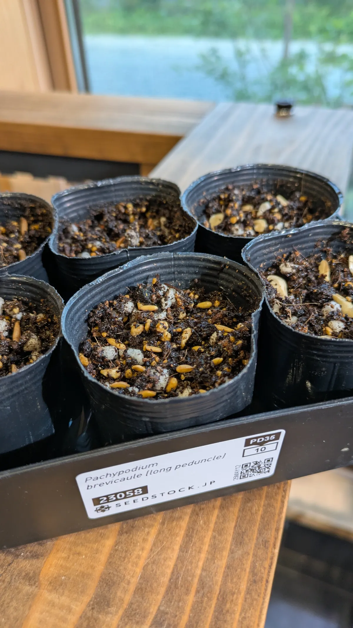 Pachypodium brevicaule (パキポディウム ブレビカウレ（長茎） ())