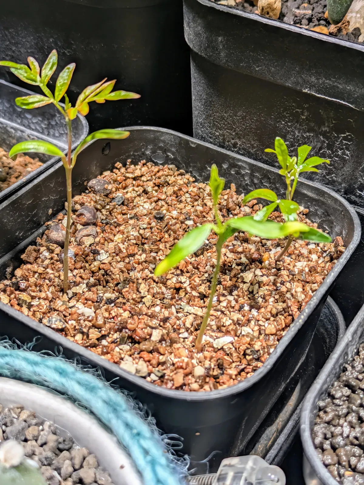 Operculicarya pachypus (オペルクリカリア パキプス)