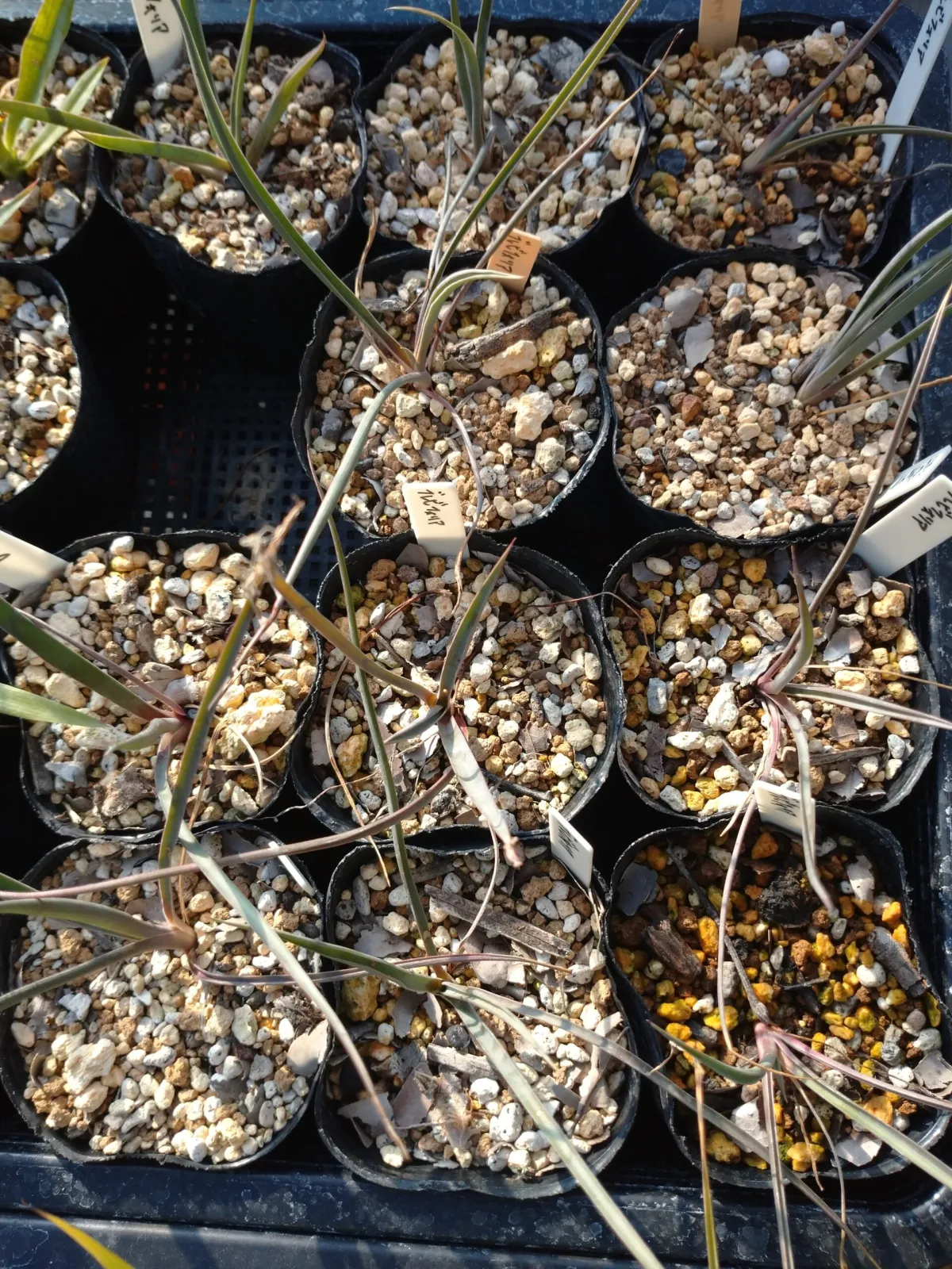 Yucca brevifolia (ユッカ ブレビフォリア)