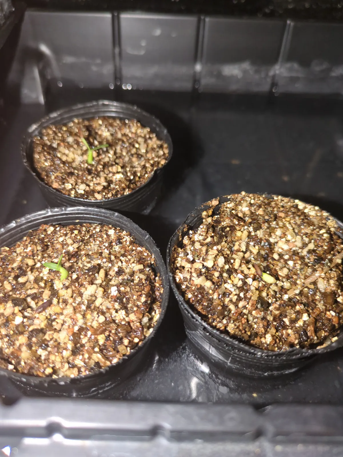 Pachypodium rosulatum var. gracilius (パキポディウム グラキリス)